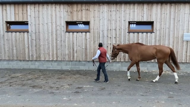 Video  de MANHATTAN GARDEN #4