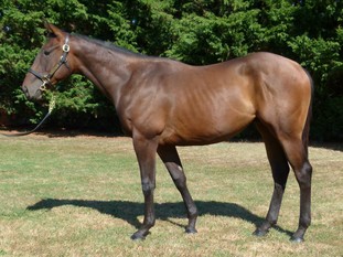 Lot 51 - LIMENCELLO - National Hunt Sale 2023 - AUCTAV